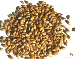 琥珀焦香麥芽